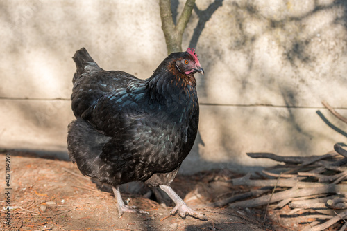 Portrait of a black hen in a chicken coop.