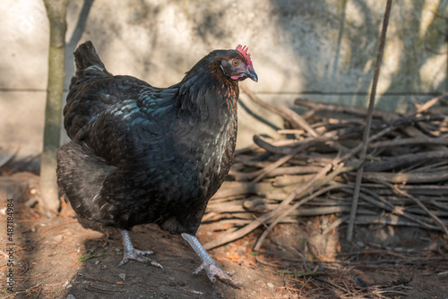 Portrait of a black hen in a chicken coop.