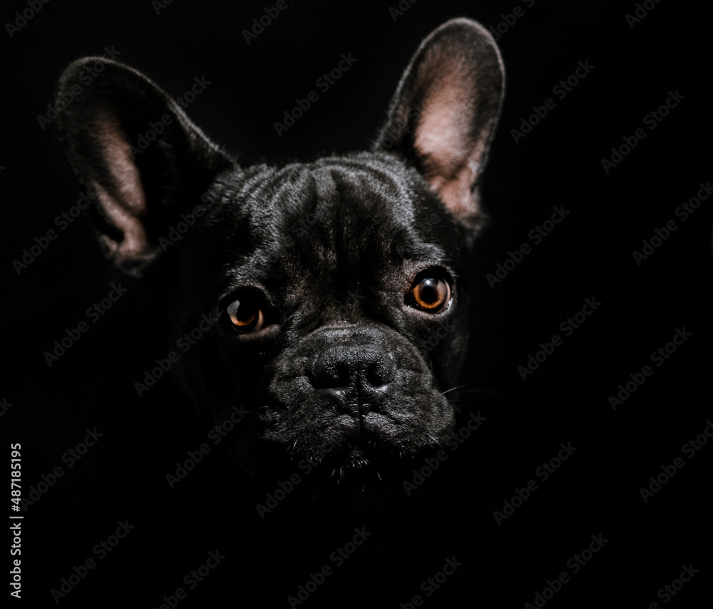 french bulldog portrait