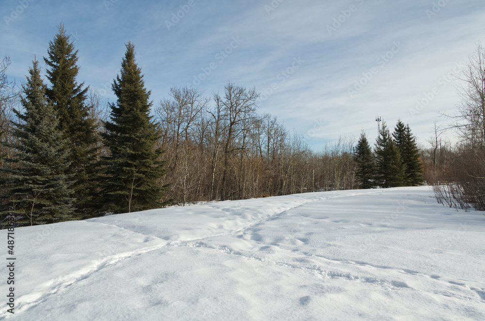 The Edge of a Winter Forest The Edge of a Winter Forest