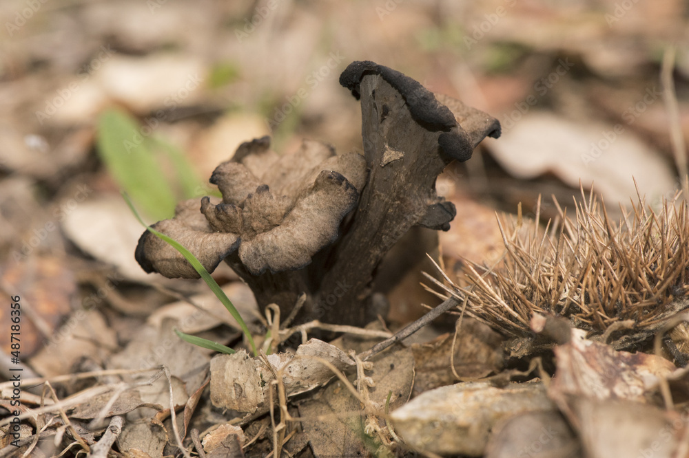 Obraz premium Craterellus cornucopioides horn of plenty Black trumpet, dark brown almost black trumpet-shaped mushroom