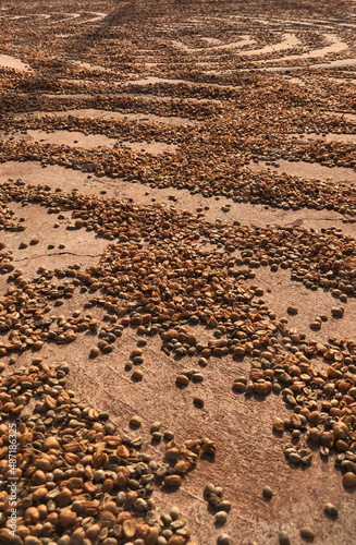 Coffe Bean drying