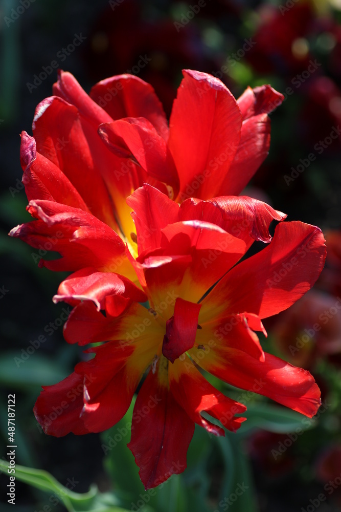 Macro Aufnahme von roter Blüte mit gelben Pollen Macro Aufnahme von roter Blüte mit gelben Pollen