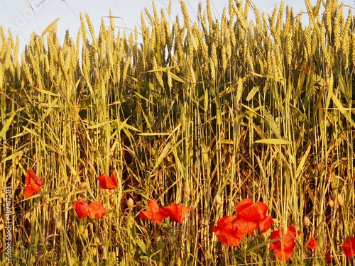 Poppies in a wheat field in the countryside photo