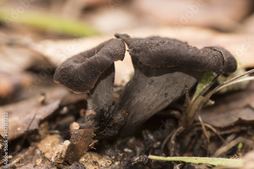 Craterellus cornucopioides horn of plenty Black trumpet, dark brown almost black trumpet-shaped mushroom photo