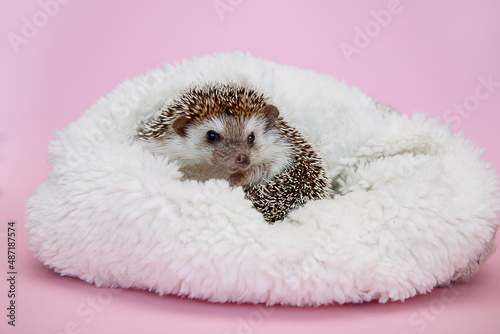 African pygmy hedgehog sits in a white fur plaid