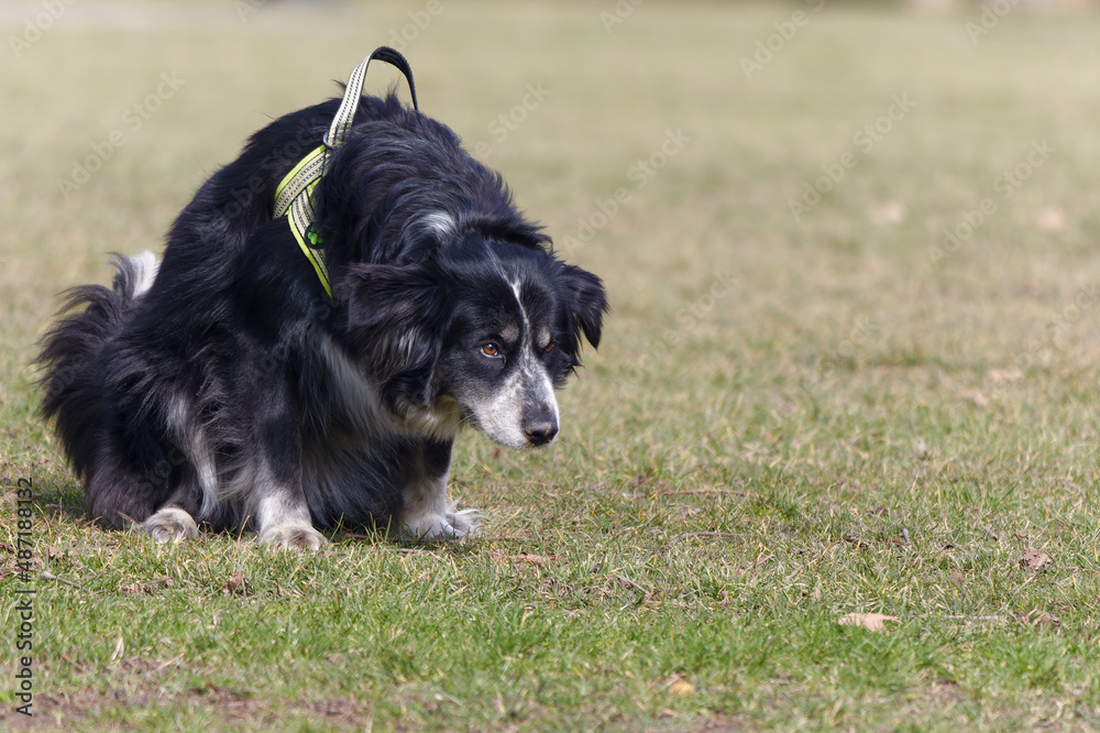 Close-up of a adorable Border Collie sitting in the park