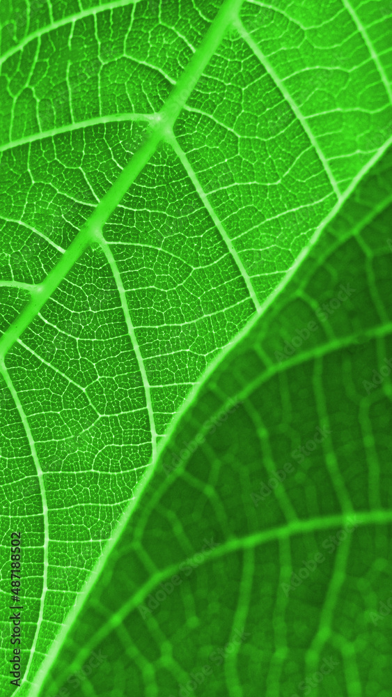Green leaf macro photo. Green leaf background. Green leaf texture Green leaf macro photo. Green leaf background. Green leaf texture