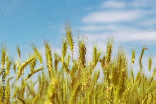 close-up bright yellow plants  rye field on the blue background  sky and white clouds  Bulgaria