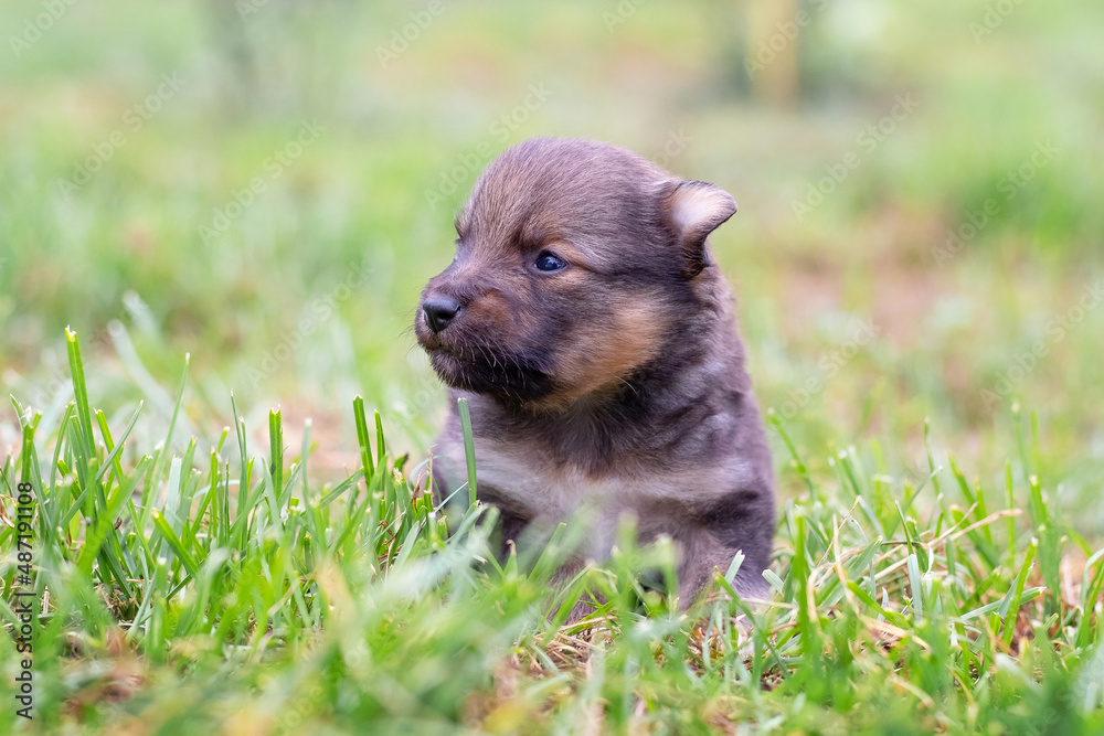 Little cute puppy sitting in the garden in the grass Little cute puppy sitting in the garden in the grass