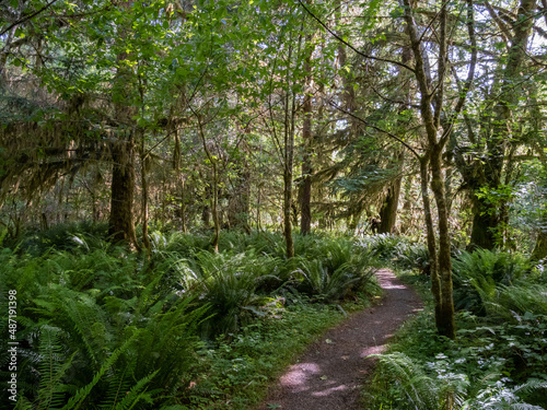 Fototapeta Naklejka Na Ścianę i Meble -  A footpath through a lush forest in Olympic National Park in Washington.