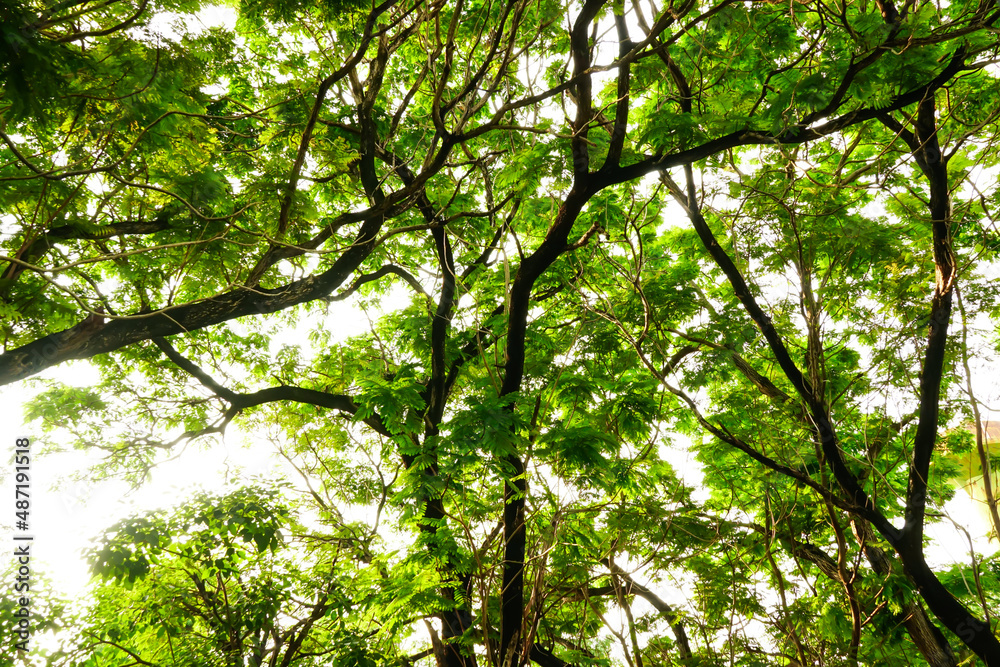 The photo goes up in the trees in the forest from below. The photo goes up in the trees in the forest from below.