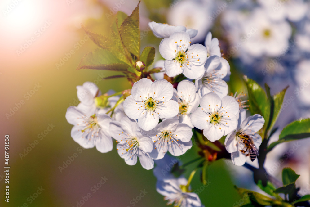 Cherry branch with white flowers in the sun, cherry blossoms
