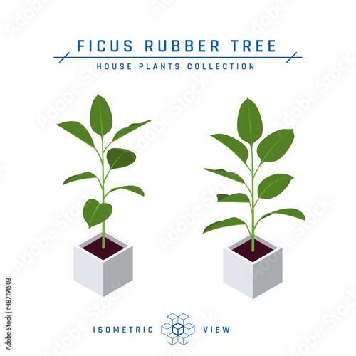 Ficus plant isometric icon in flat style, vector