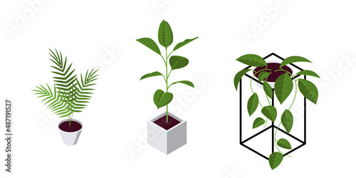 Isometric pot plants icons in flat style, vector