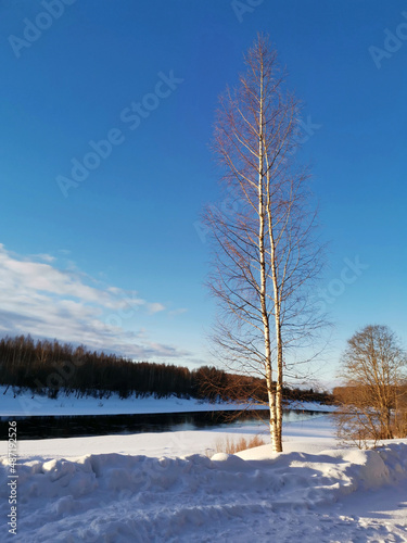 lonely tall birch tree on  snowy river bank  among snowdrifts in winter sunny day