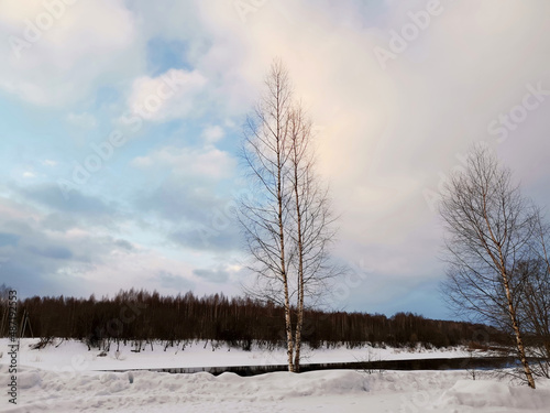 river bank with snow and big birch tree with three trunks and clouds in sky