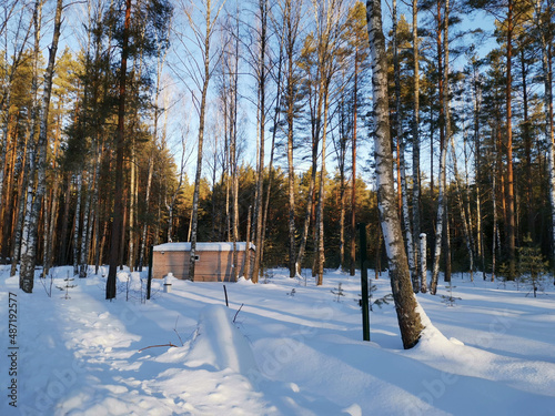 wooden little hut in pine forest in winter in sunny day