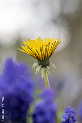 Fényképezés Yellow sow-thistle flower in a green grass meadow, yellow dandelion on green background, perfect for background, texture, macro photopraphy