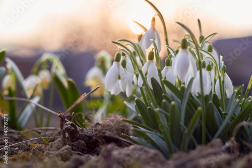 Flowers of snowdrop or snowdrop (Galanthus nivalis). The beauty of nature. Spring, youth, growth concept. 
