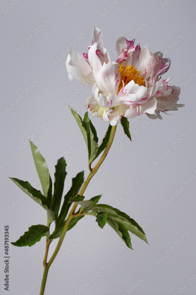 Funny  peony flower not even shape isolated on a grey background.