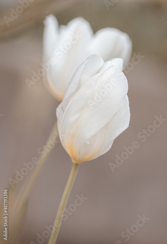 Fototapeta Naklejka Na Ścianę i Meble -  Amazing nature of white tulips under sunlight at the middle of summer or spring day landscape. Natural view of flower blooming in the garden with green grass as a background.
