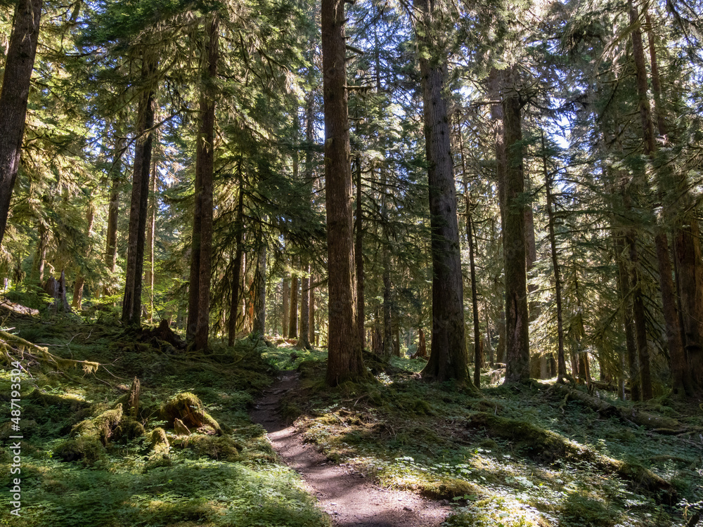 Fototapeta premium A footpath through a lush forest in Olympic National Park in Washington.