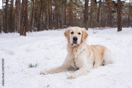Portrait of cute purebred dog lying on the snow while walking on fresh air in winter forest