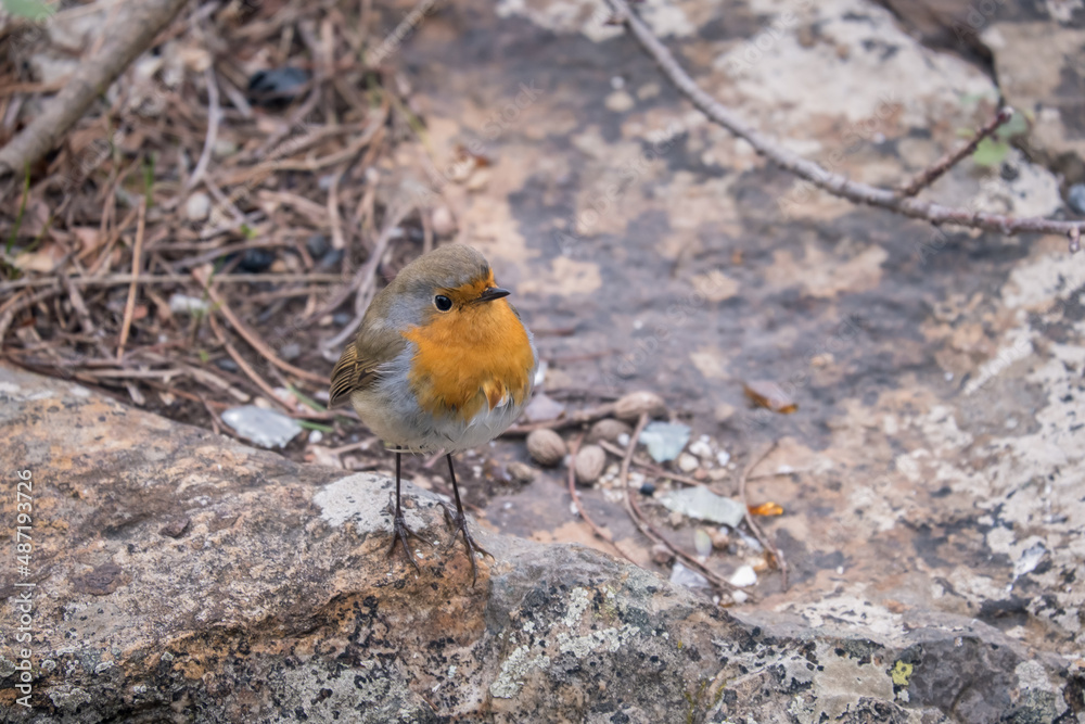 close-up robin bird, robin on the rock, selective focus