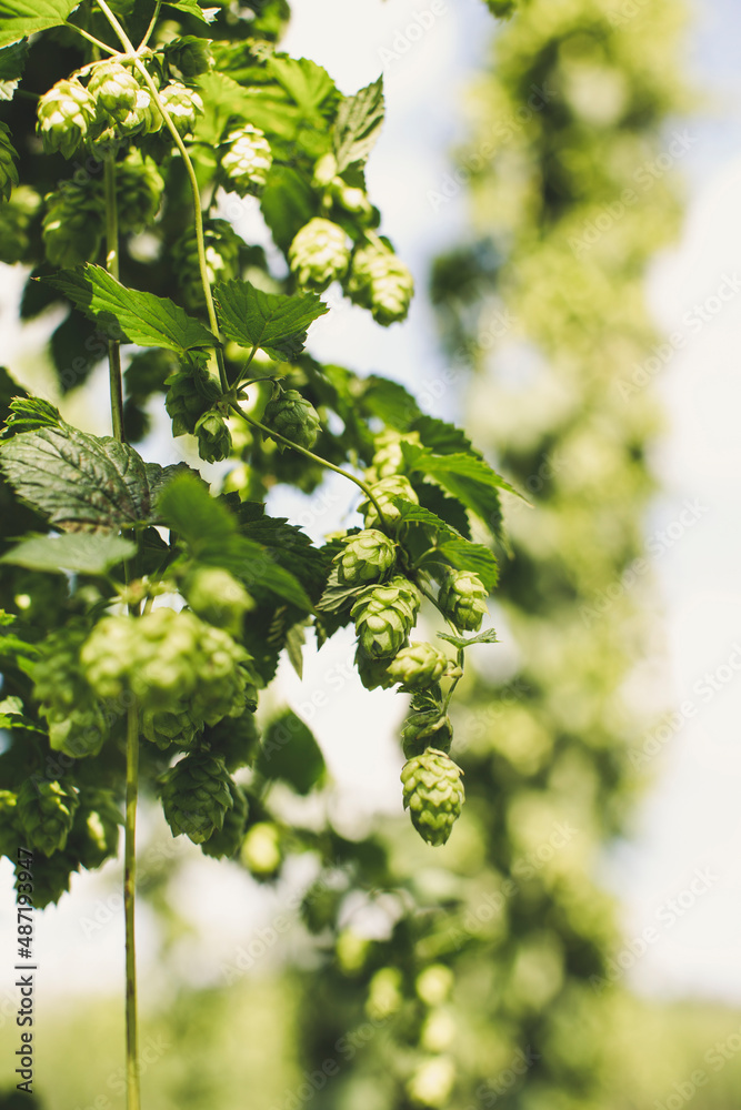 Fototapeta premium fresh bio hop harvest