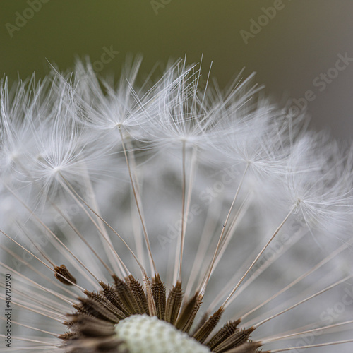 Fototapeta Naklejka Na Ścianę i Meble -  Isolated single detail of big white dandelion and green grass with seeds. Taraxacum in spring. 