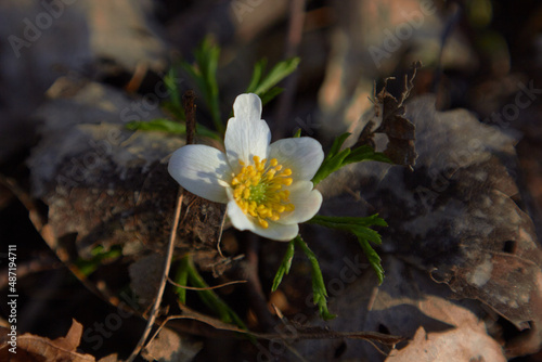 White spring flowers  snowdrops in the forest. Anemone nemorosa - wood anemone  windflower  thimbleweed  and smell fox. Macro photo.