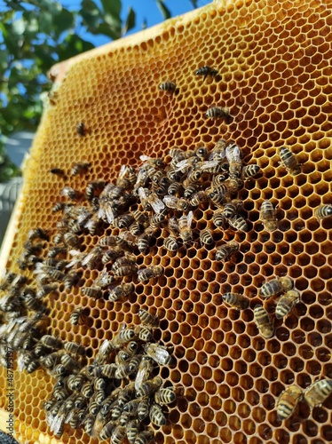 Pszczoły na plastrach