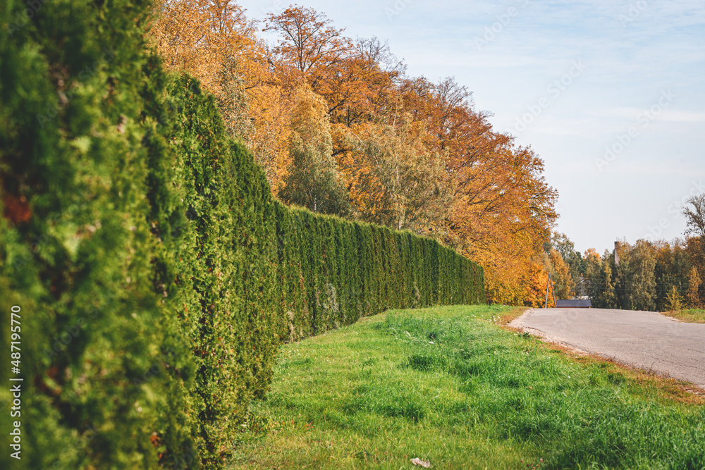 Naklejka premium thuja tree fence along country road in autumn
