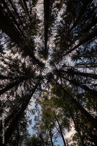 View up or bottom view of pine trees in forest in sunshine. Royalty high-quality free stock photo image looking up in pine forest tree to canopy. Lush green foliage, trees, sunlight upper view