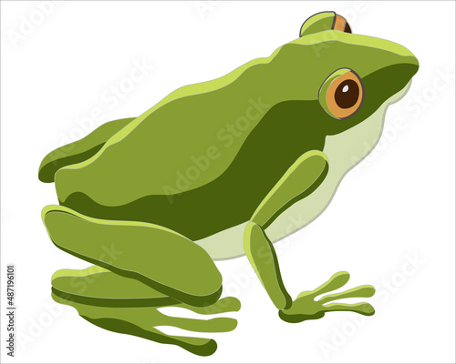 Green frog sitting. Amphibious animal with four legs that jumps. Catches and eats flies and flying insects using its long, sticky tongue.