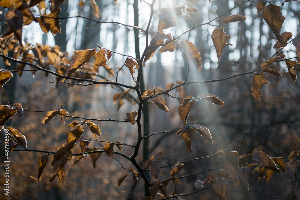sunbeam between the trees, in the autumn forestcx