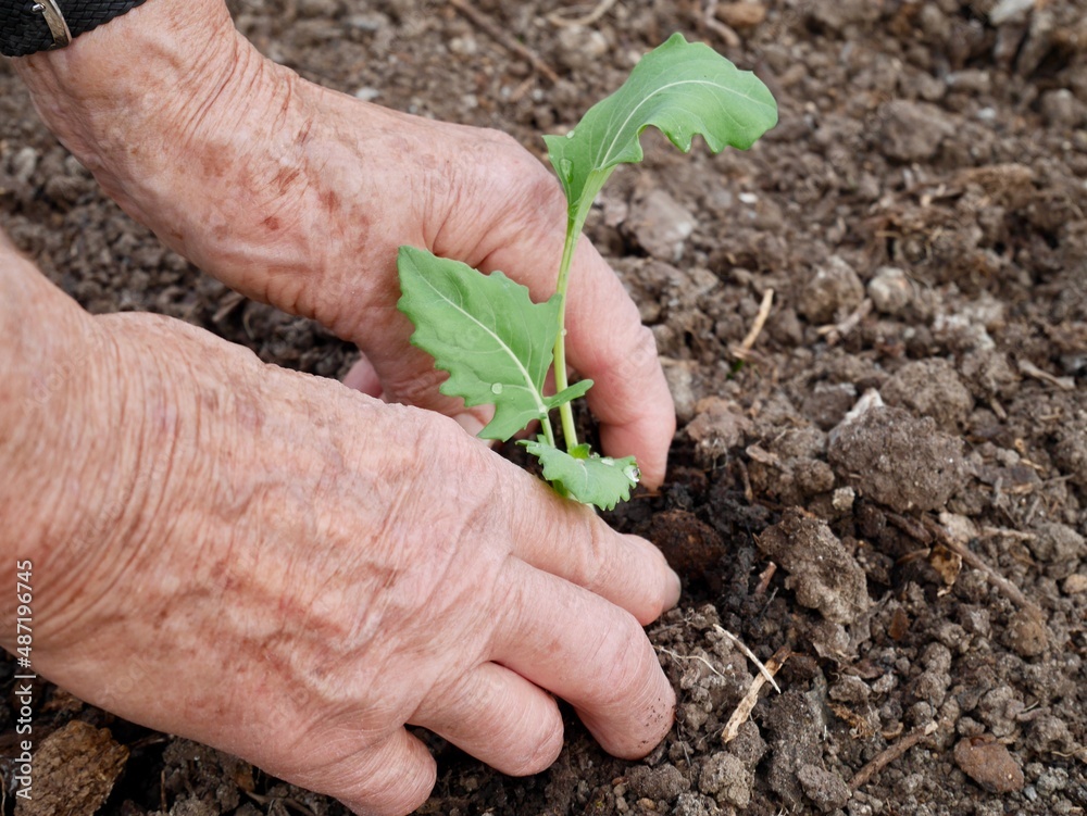 Hands of old woman planting a kohlrabi seedling in spring. Hands of old woman planting a kohlrabi seedling in spring.