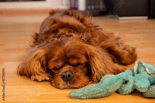 Cavalier King Charles Spaniel dog sleeping on parquet floor next to his cuddly toy