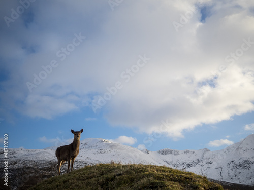 Red deer