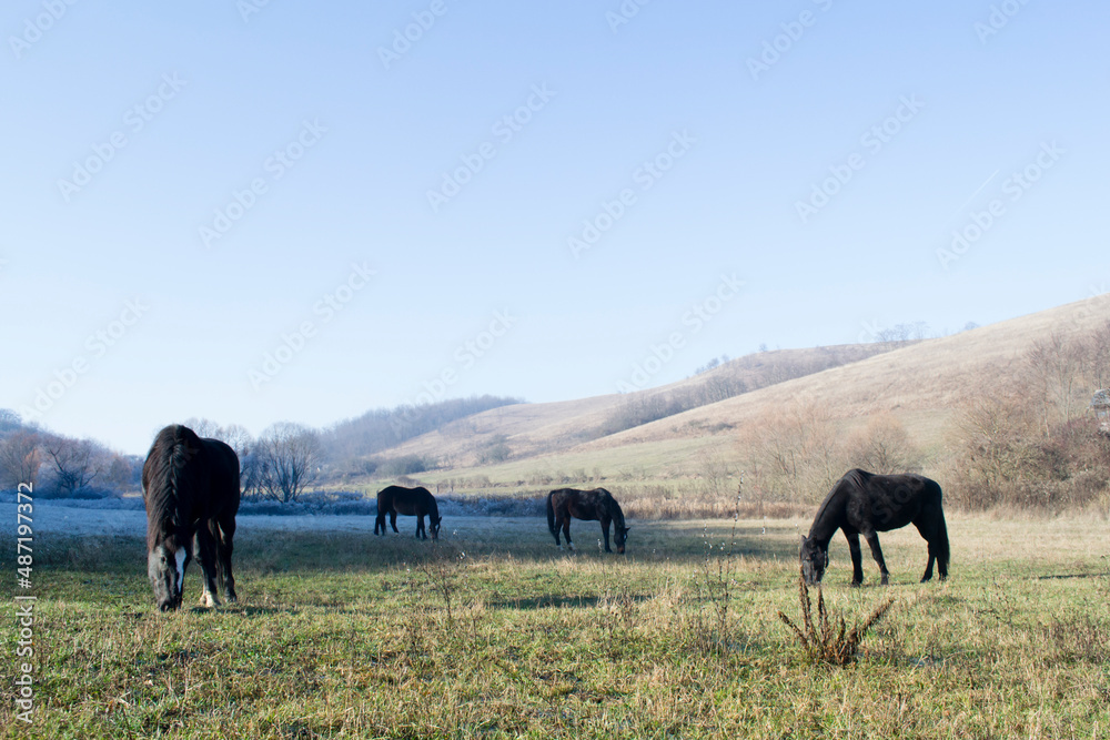 Obraz premium Eating a horse in the meadow at morning