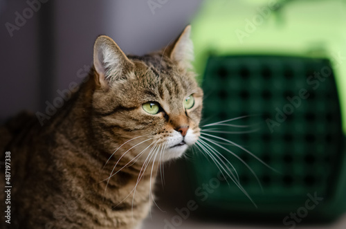 Selective focus on tabby cat is sitting on blurred background of plastic carrying cage. Funny brown cat with green eyes near pet carrier. Concept of animal care.