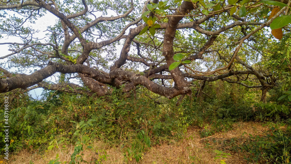 Fototapeta premium Bodhi tree, Ficus religiosa L., Big tree, Old tree