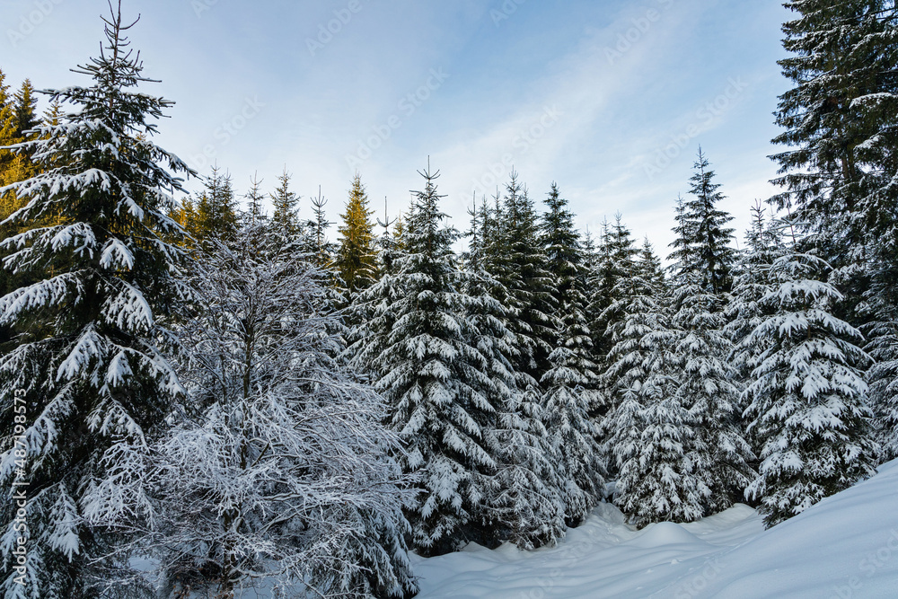 winter landscape in the thuringian forest