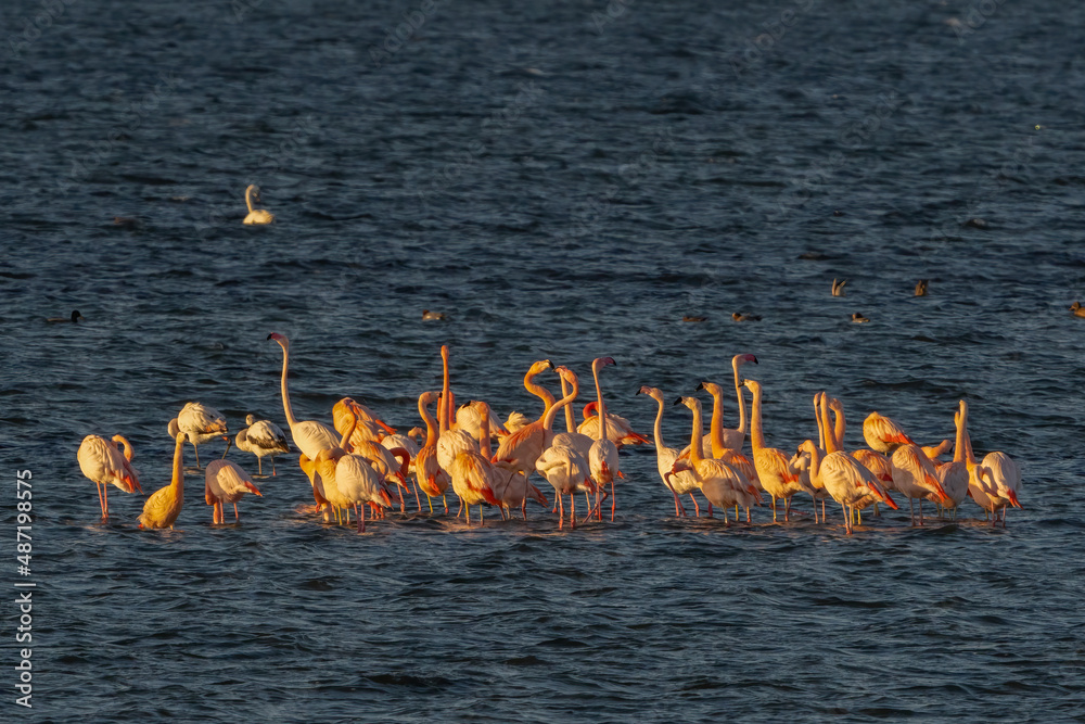 Obraz premium Flamingo's in Holland