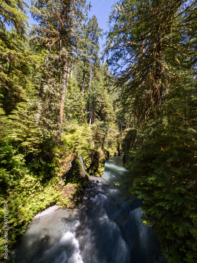 Fototapeta premium A river running through a narrow gorge in a lush green forest, part of Olympic National Park in the Quinault Rainforest.