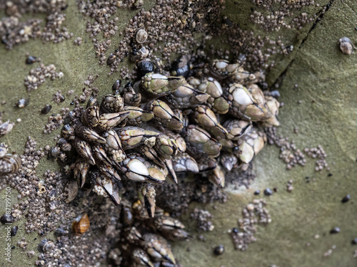 A cluster of barnacles clinging to the crevice of a rock, along the coast in Olympic National Park, close up.