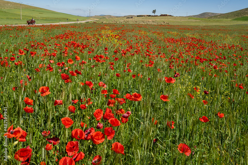 Obraz premium campo de amapolas, Azrou, Ifrane, Marruecos, Africa