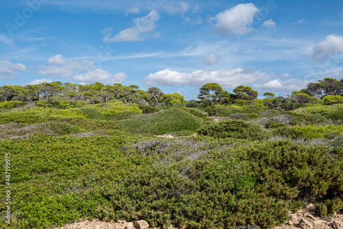 Mediterranean forest and scrub,Santanyi coast, Mallorca, Spain