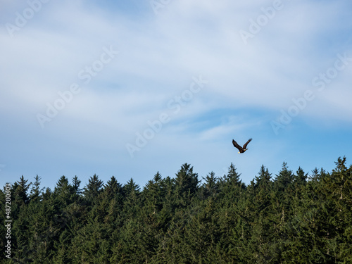 A bald eagle soars above the treetops.